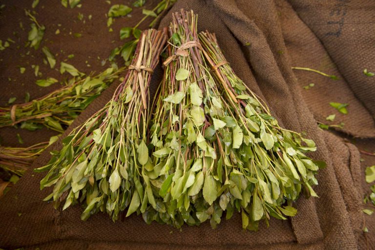 47.9% of high school students regularly use Khat in Ethiopia: Study