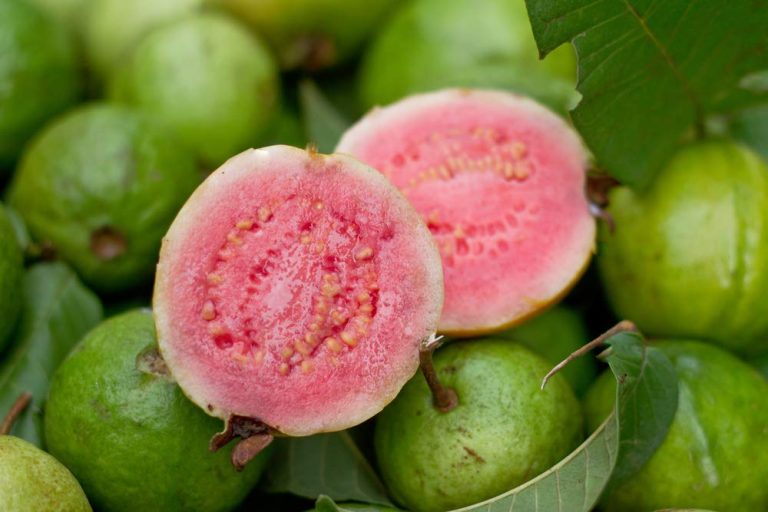 Multidimensional Reasons For Cultivating Guava