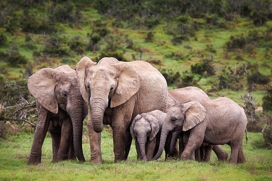 Ethiopia ’s Babile Elephant Sanctuary Loses 75 % of Protected Area Due To Agricultural Encroachment