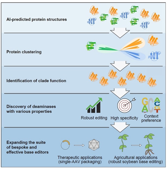 An Emerging Base Gene Editing Tools Through Innovative Protein Clustering Method