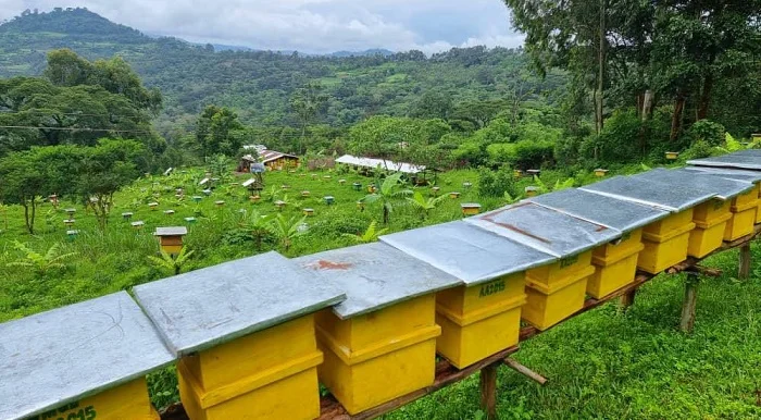 About-6-million-hives-are-estimated-to-be-found-in-the-rural-parts-of-the-country