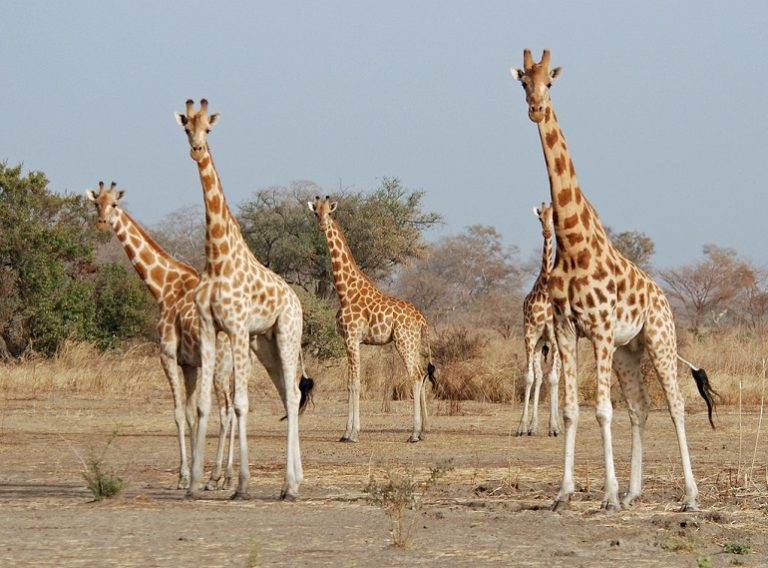 Giraffe facing a silent extinction, Study