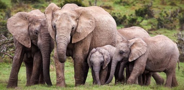 “Save Ethiopia’s  Babile Elephants !”    Conservationists Write To Prime Minister