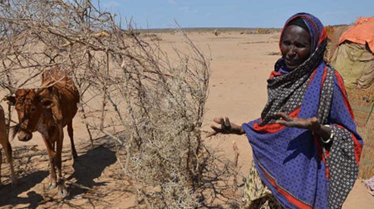 4 million people in Ethiopia need urgent food assistance due to drought : Commission