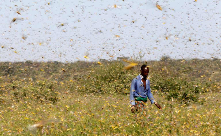 World Bank’s Anti – Locust Project Benefits 3.3 Million Hectares of Land In East Africa