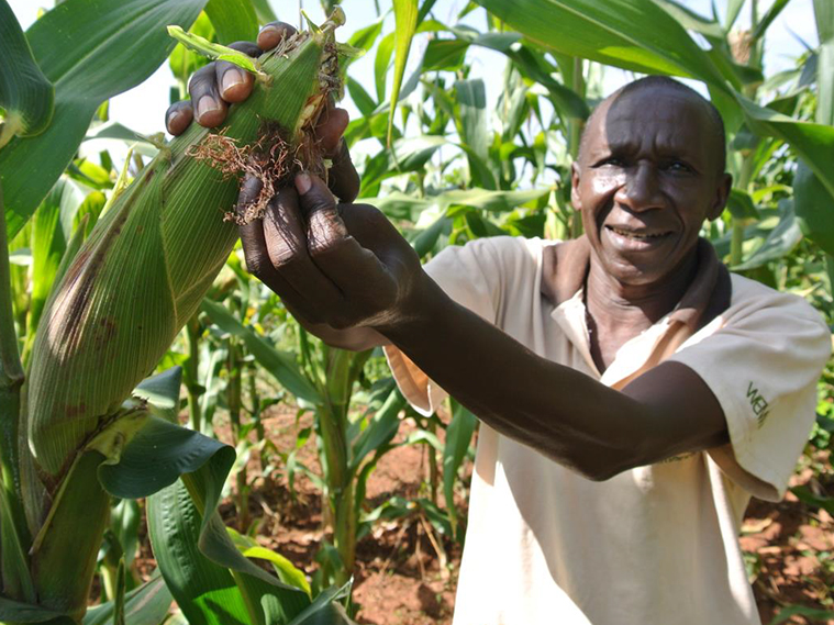Nigeria Commercializes Genetically Modified “TELA” Maize Varieties To Catalyze Productivity